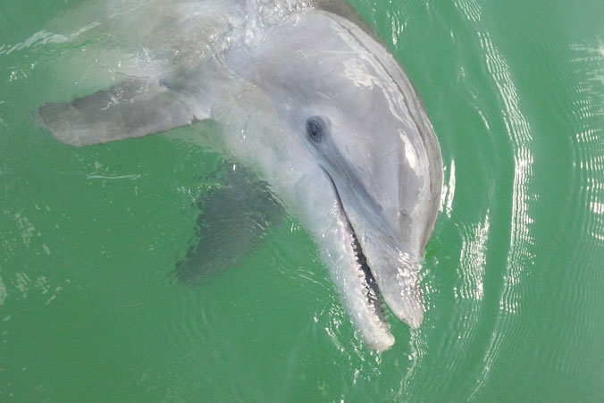 image of dolphin
