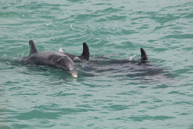 image of dolphins