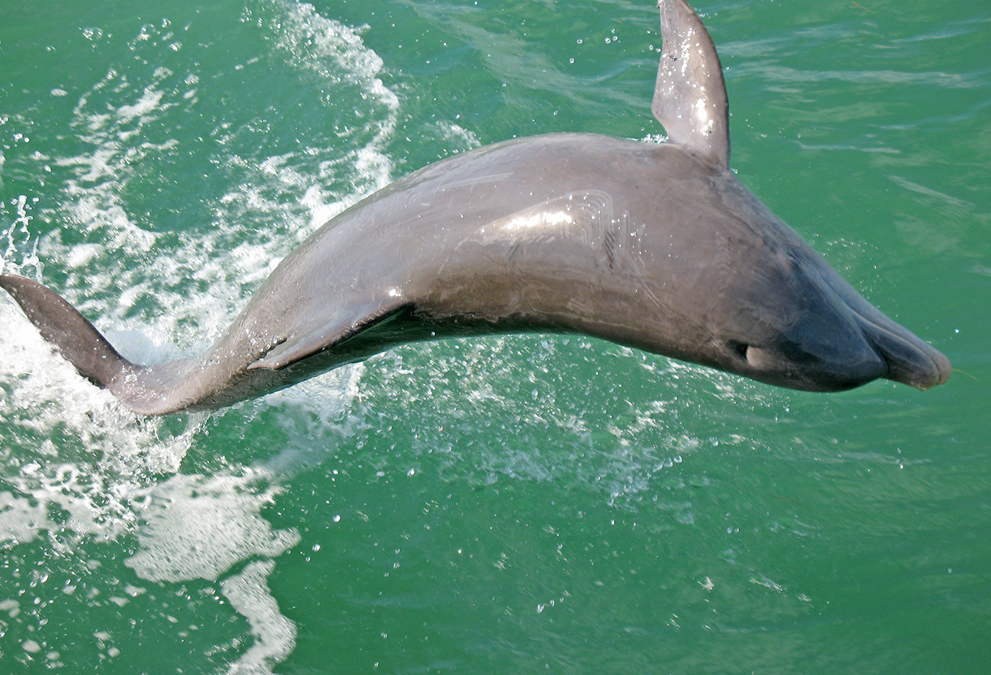 image of dolphin taken on excursion