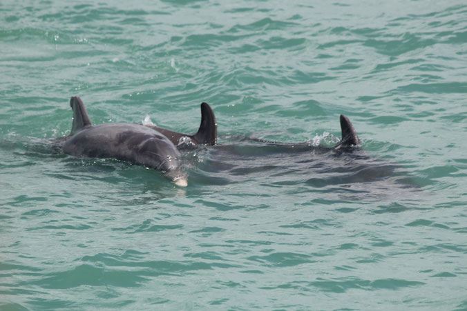 image of dolphins